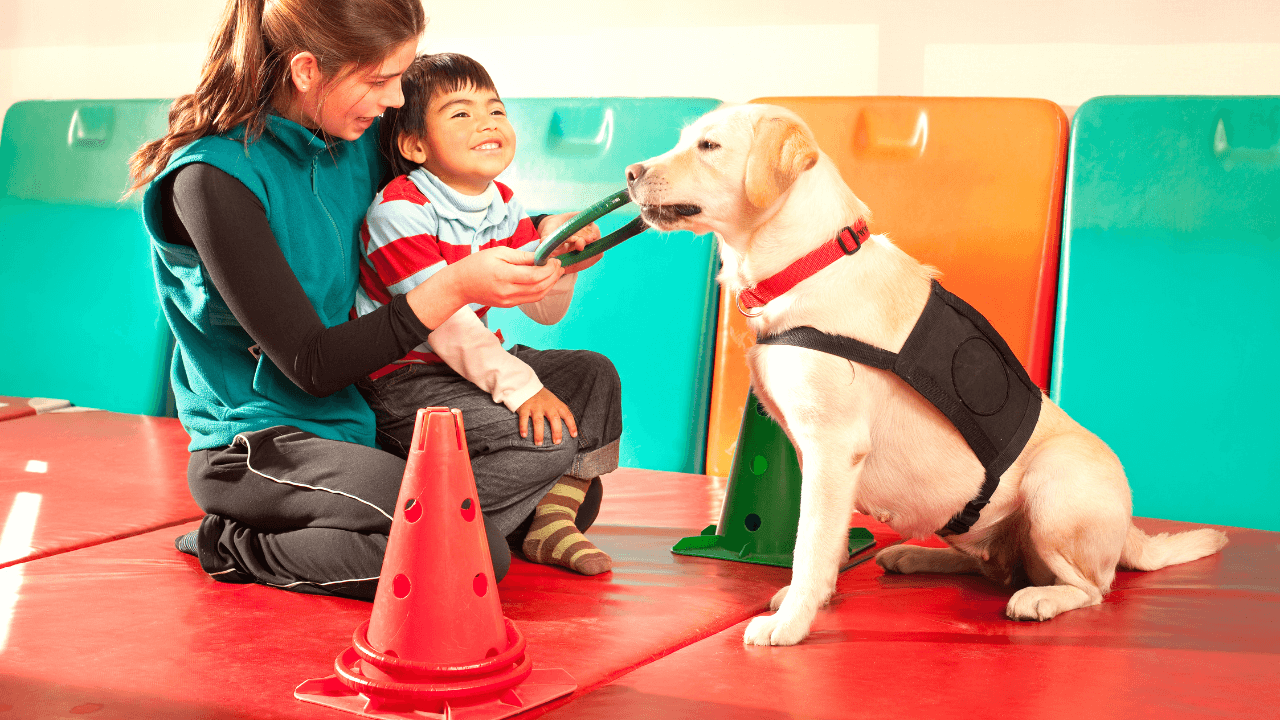 Cães de Terapia