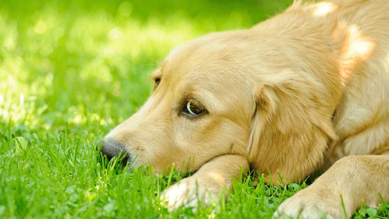 Depressão em cães