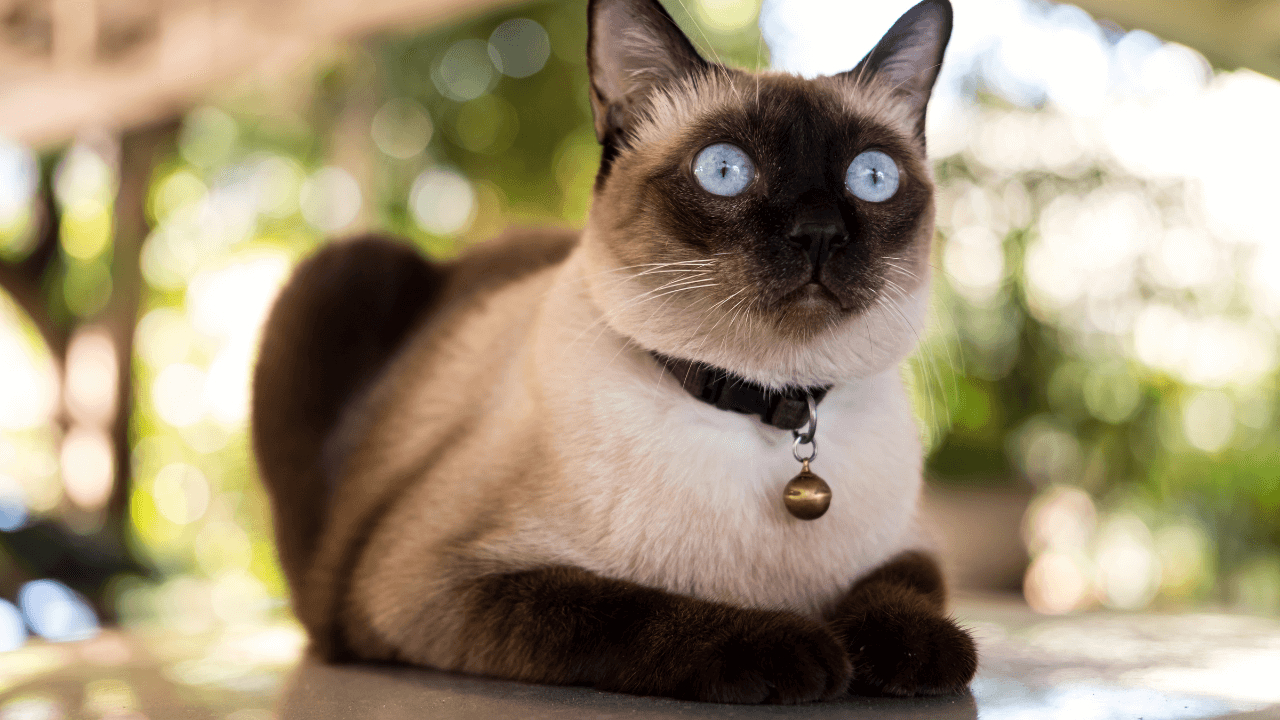 Gato Siamês