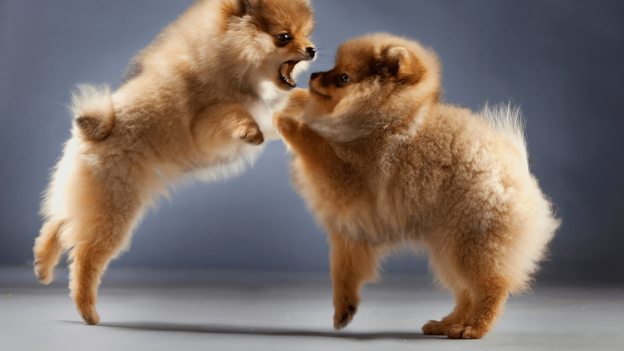 Cães brigando
