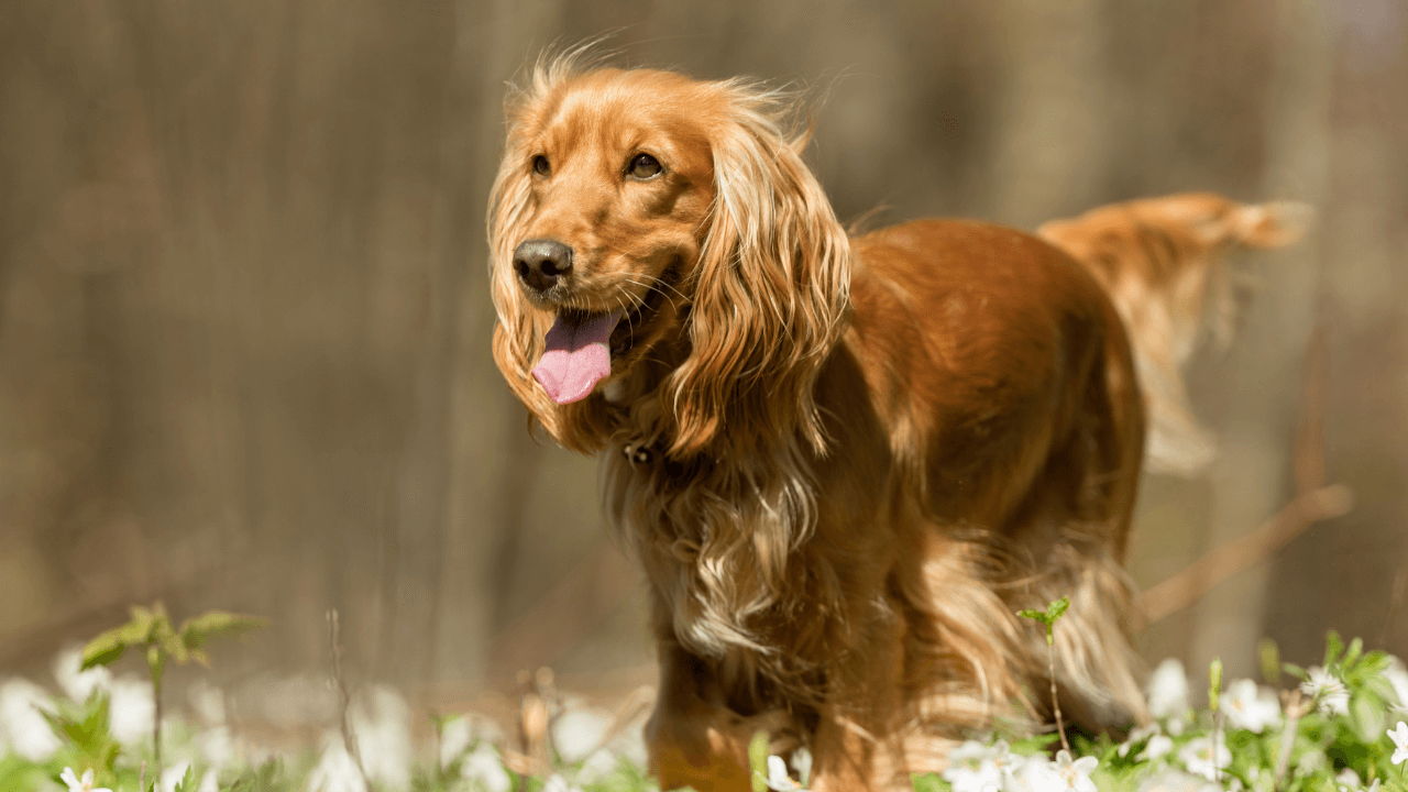 Cocker Spaniel