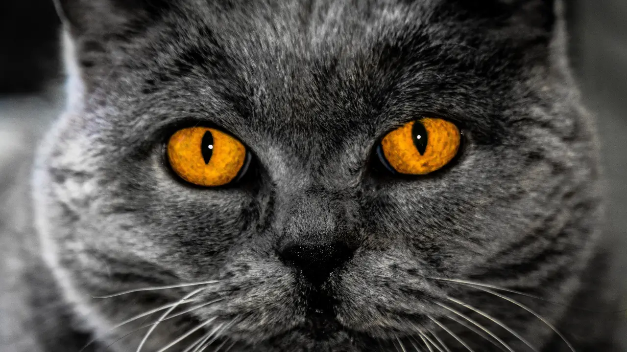 Olhos de Gato