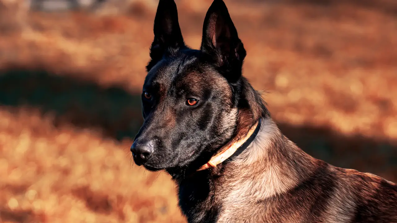 Pastor Belga Malinois