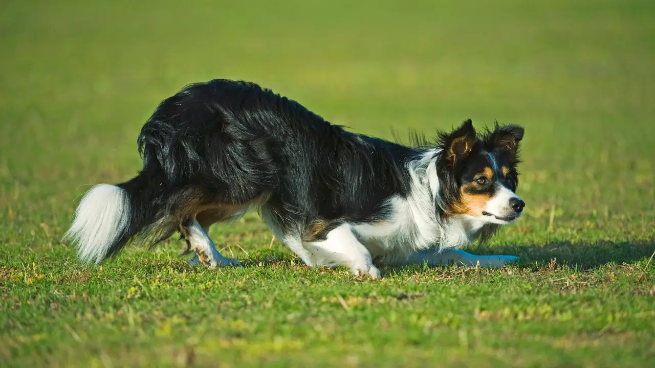 Hunting Syndrome em Cães