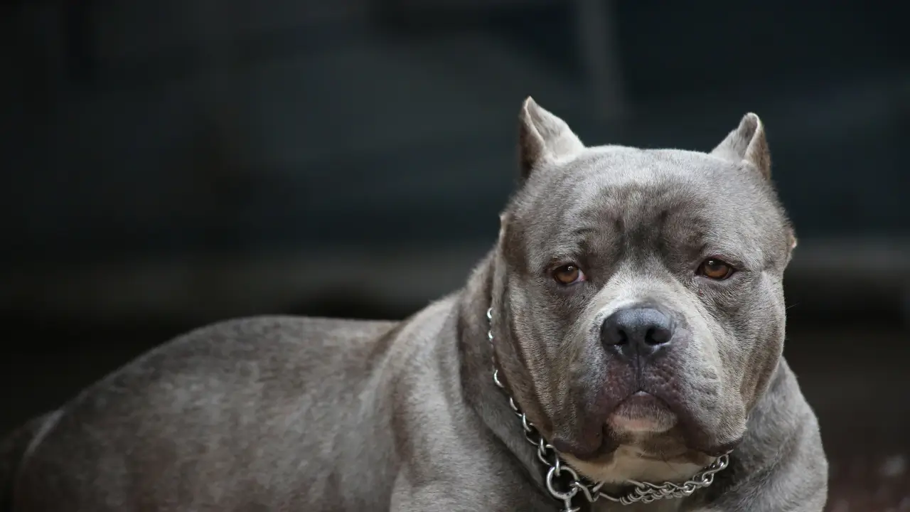 Pit Bull