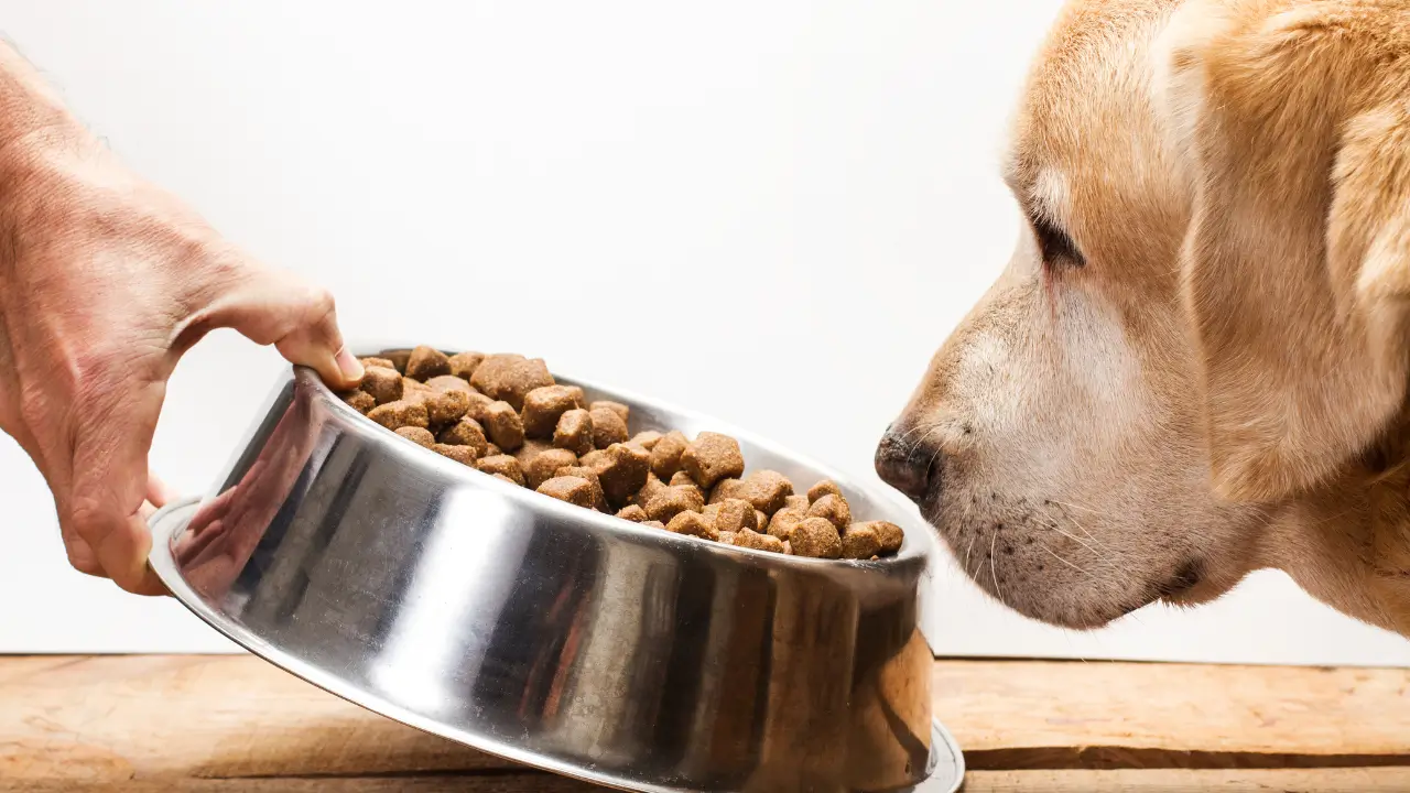 Cães Idosos com Problemas Articulares