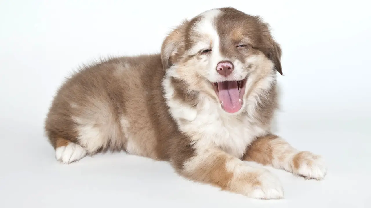Cães Podem Rir