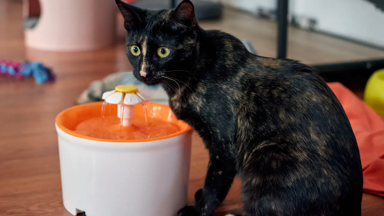 Fontes de Água para Gatos