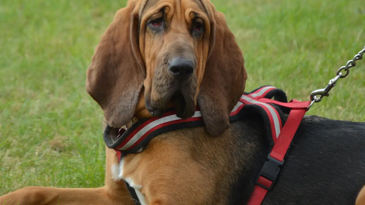 Bloodhound e Investigação Criminal