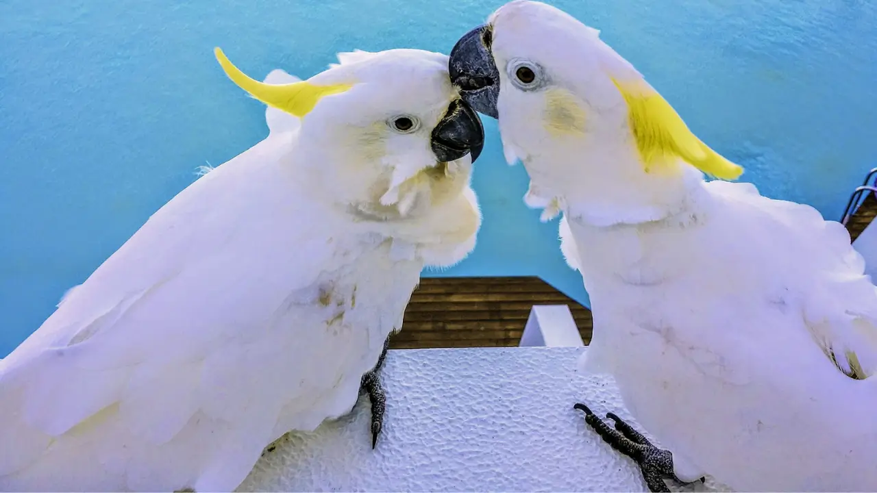 Cacatua