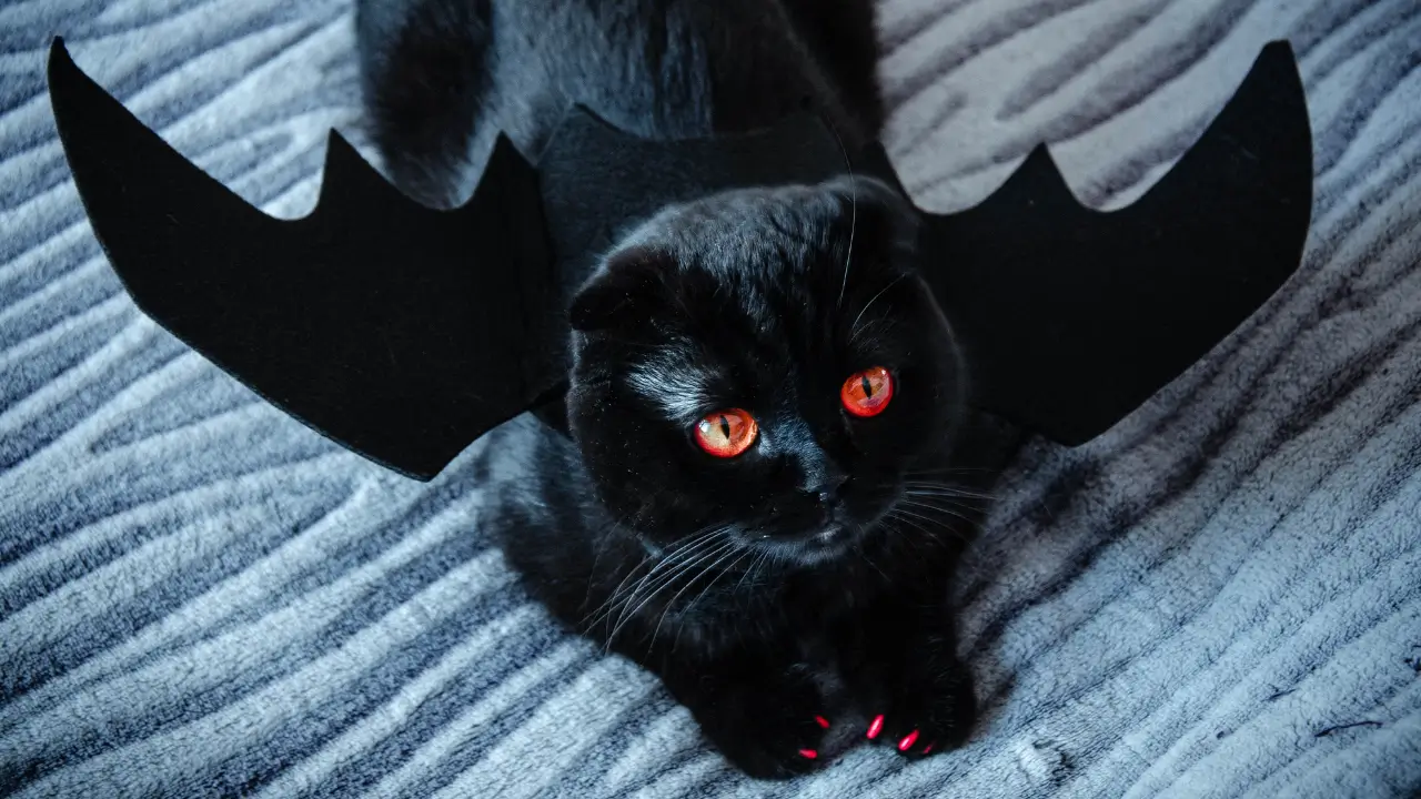 Fantasias de Halloween para Pets
