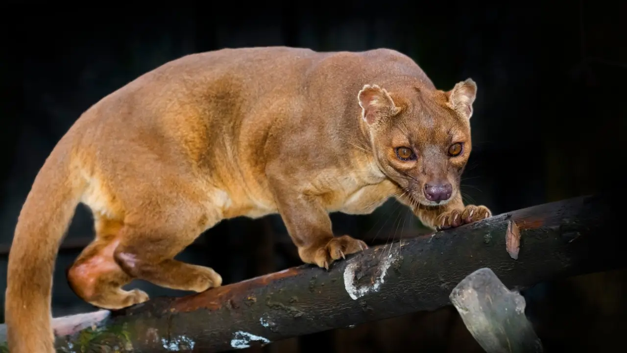 Fossa de Madagascar
