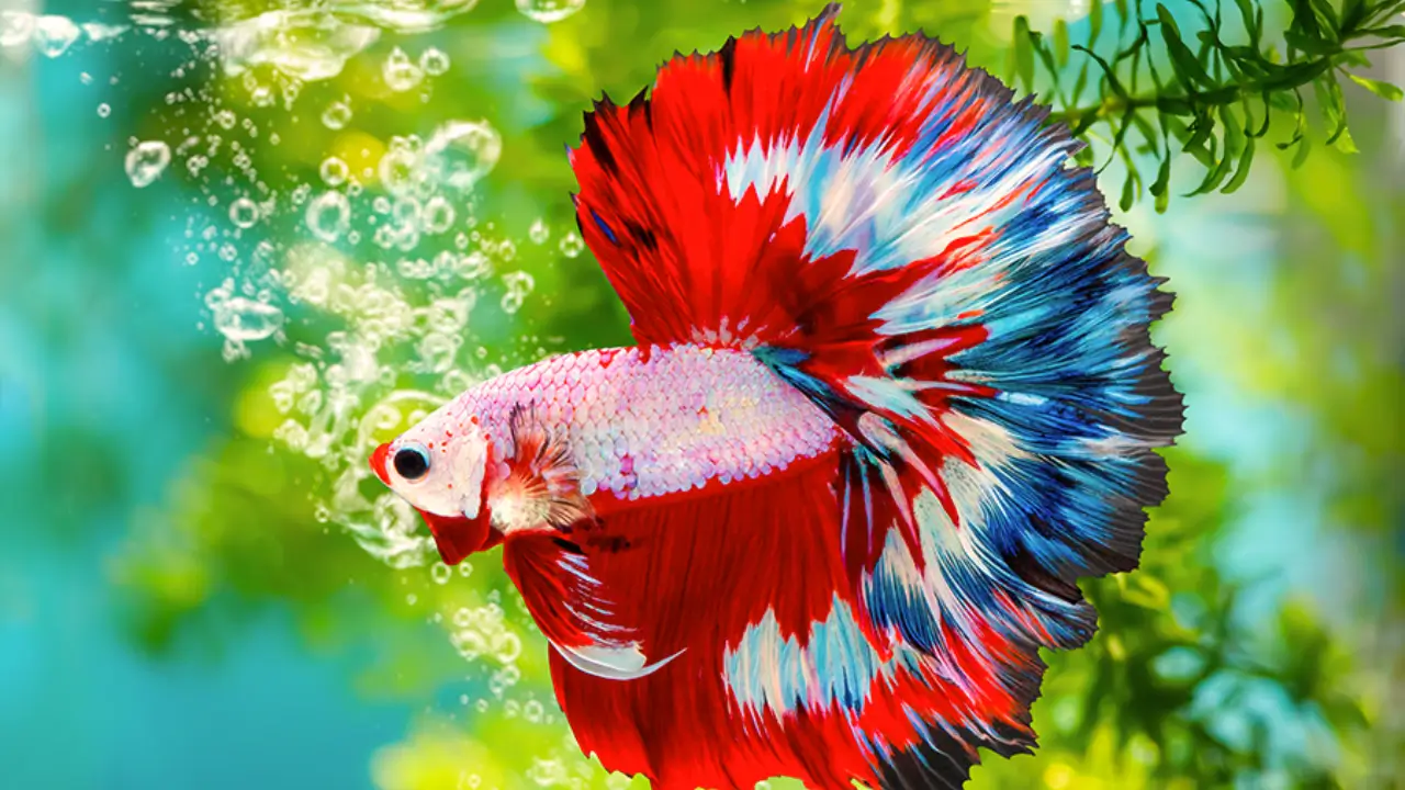 Melhores Alimentos para Peixes Betta