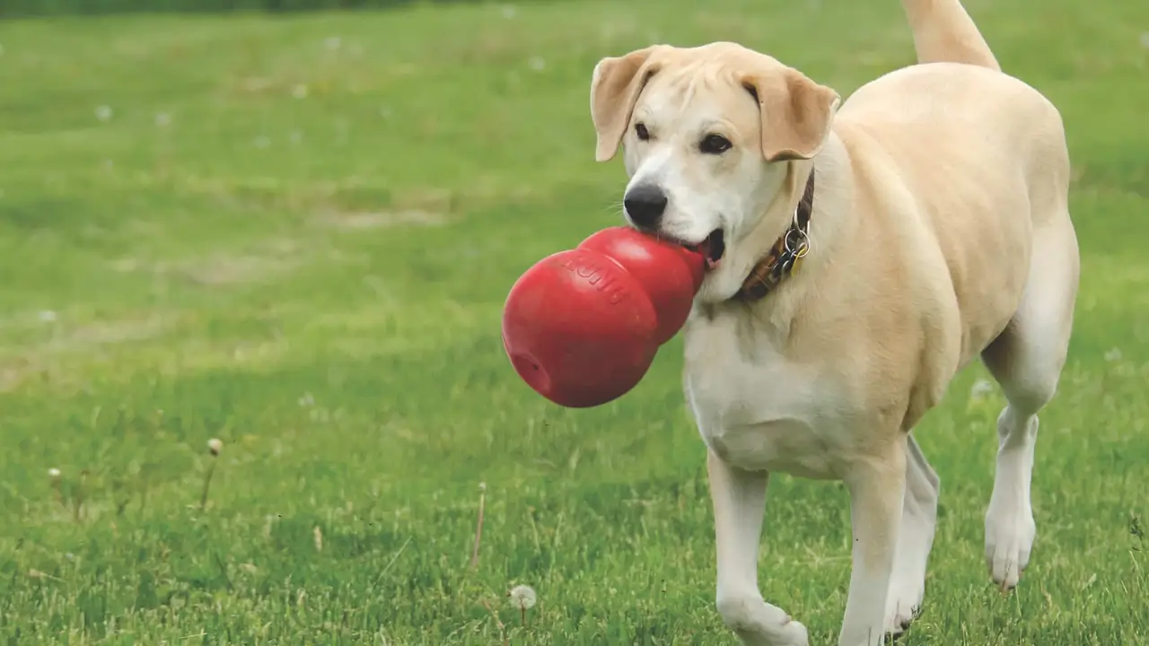 Melhores Brinquedos Interativos para Cães