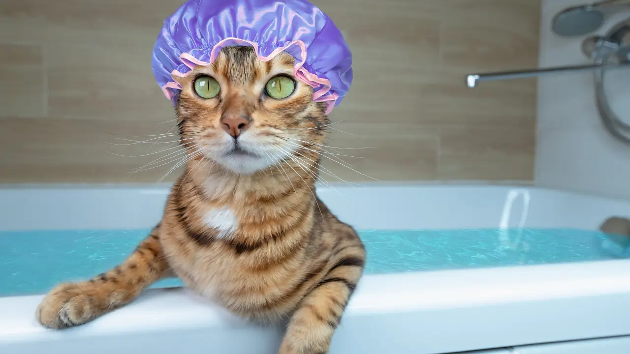 Shampoos Antialérgicos para Gatos com Dermatite
