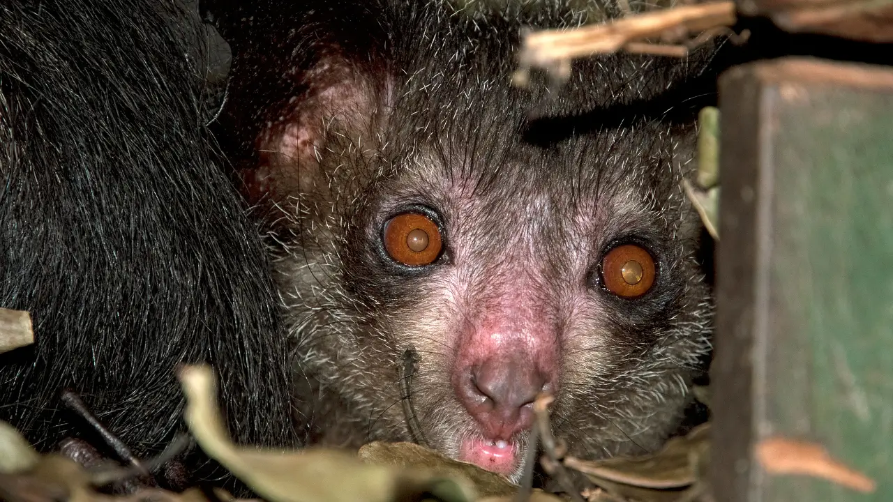 o Aye-Aye é Chamado de 'Lêmure Amaldiçoado'