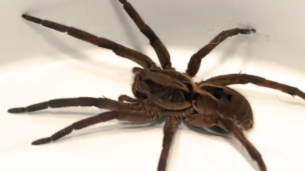 Aranhas em Casa