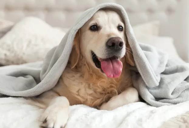 Cuidados com Pets Idosos no Inverno