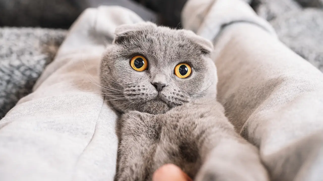 Gatos Podem Sentir Sua Tristeza