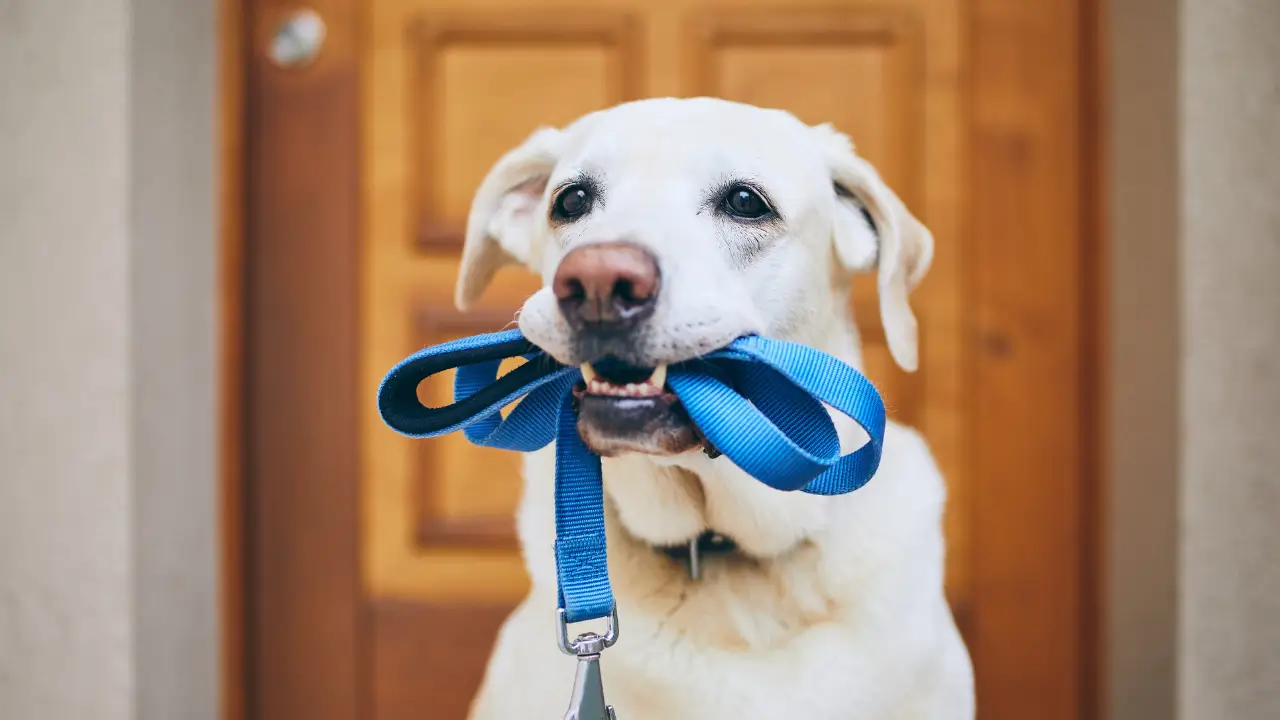 Passeios com Cães em Dias Quentes